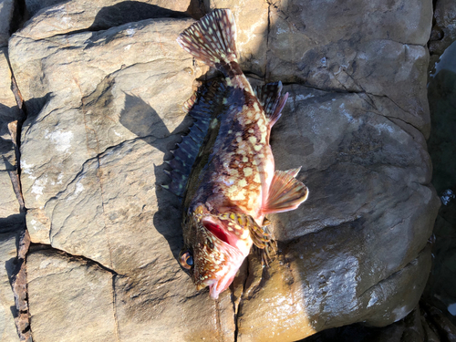 アラカブの釣果