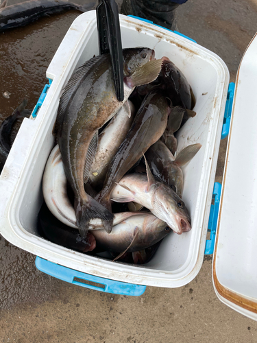 ホッケの釣果