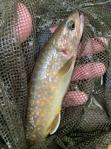 イワナの釣果