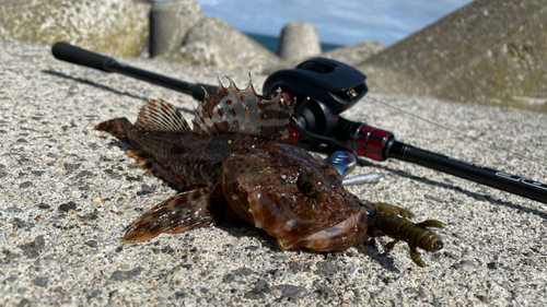 カジカの釣果