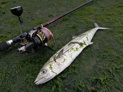 サゴシの釣果