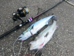 サゴシの釣果