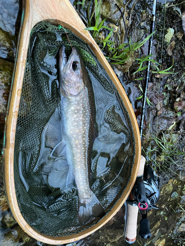 イワナの釣果