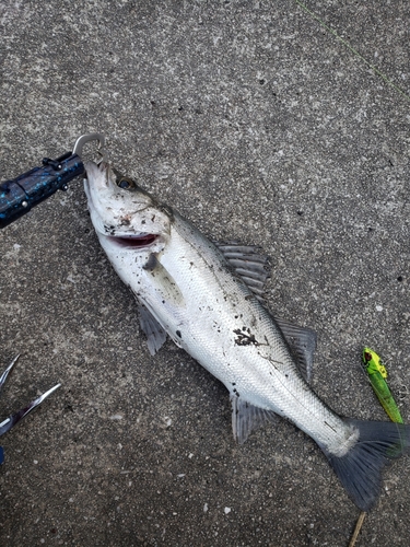 シーバスの釣果