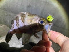 シロメバルの釣果