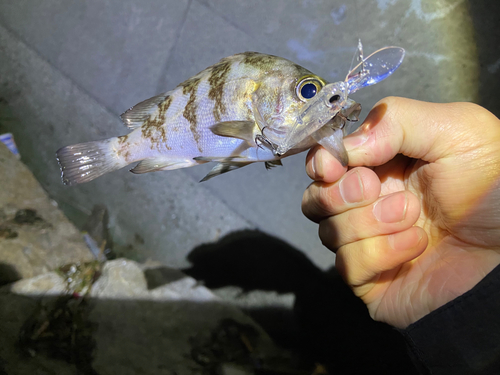 シロメバルの釣果