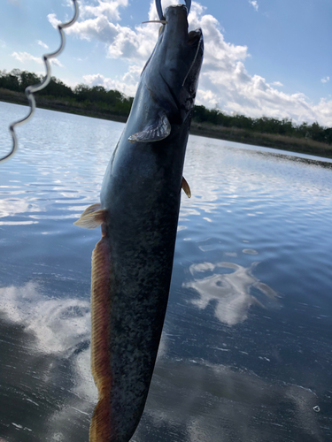 ナマズの釣果