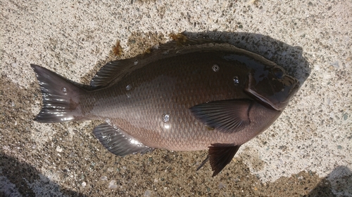 メジナの釣果