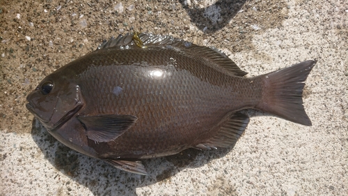 メジナの釣果