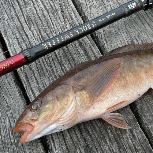 ホッケの釣果