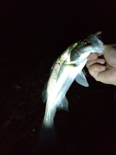 セイゴ（マルスズキ）の釣果