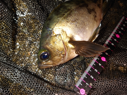 メバルの釣果