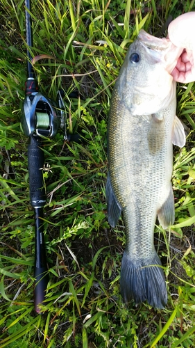 ブラックバスの釣果