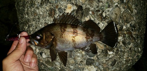 メバルの釣果