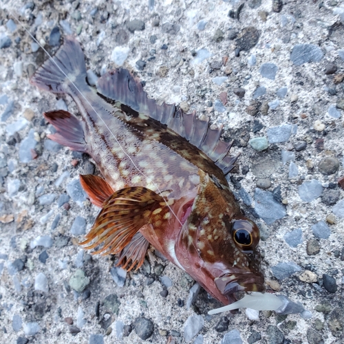 カサゴの釣果