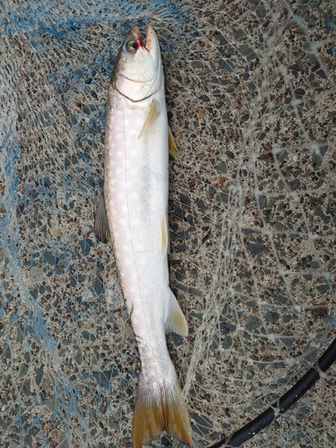 アメマスの釣果