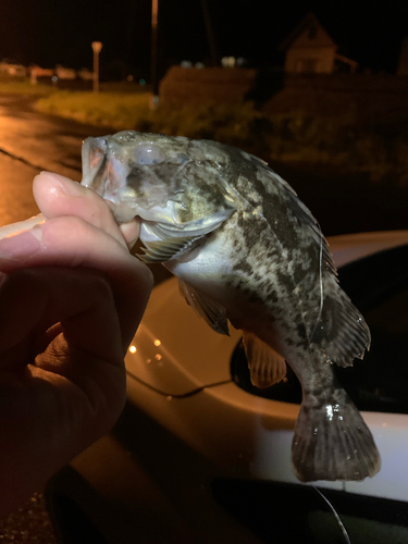 クロソイの釣果