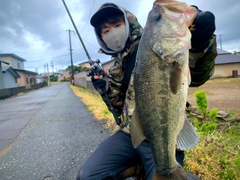 ブラックバスの釣果