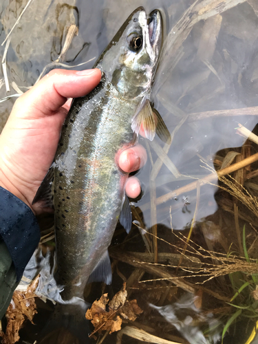 ヤマメの釣果