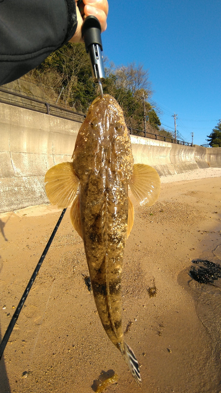 マゴチ