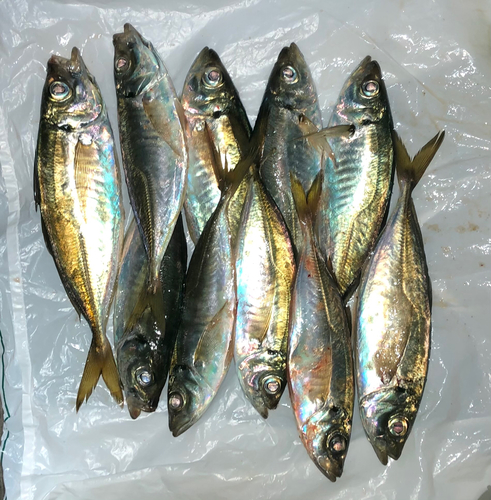 アジの釣果