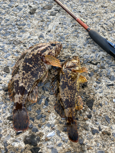 タケノコメバルの釣果