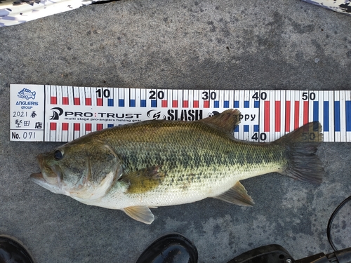 ブラックバスの釣果