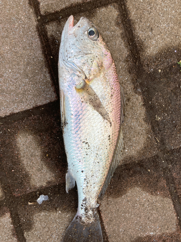 イシモチの釣果