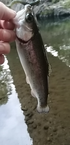 ニジマスの釣果