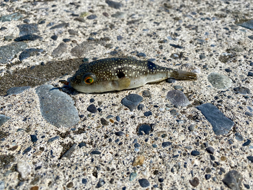 フグの釣果