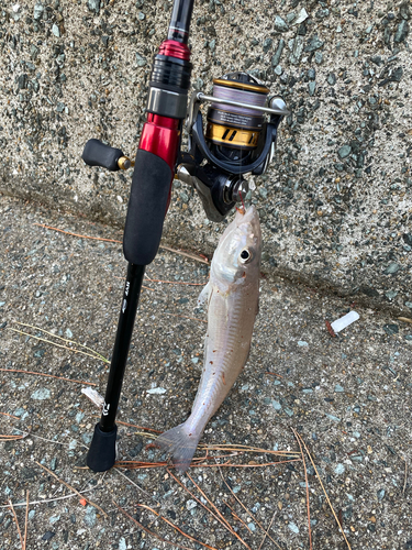 キスの釣果