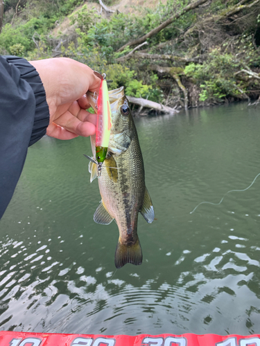 ラージマウスバスの釣果