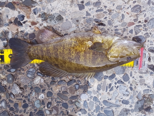 スモールマウスバスの釣果