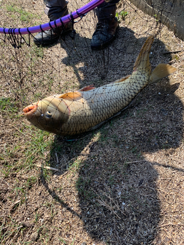 ニゴイの釣果