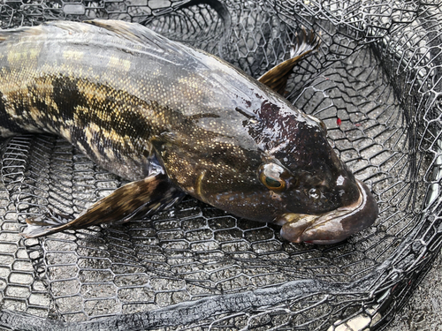 アイナメの釣果