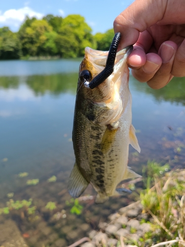 釣果