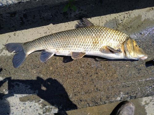 ニゴイの釣果