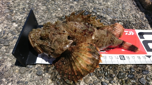 オニオコゼの釣果