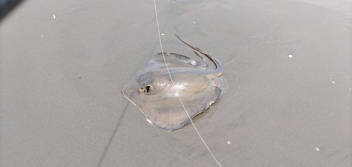 アカエイの釣果