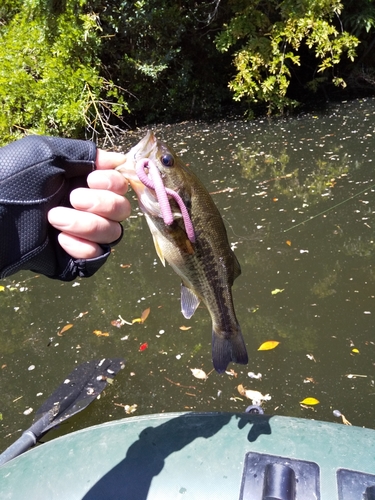 ブラックバスの釣果