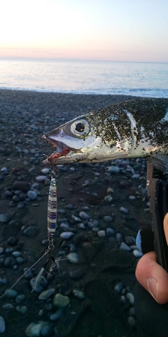 サバの釣果