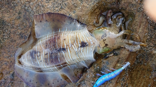 アオリイカの釣果