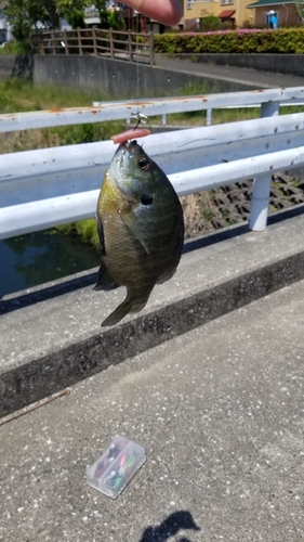 ブルーギルの釣果