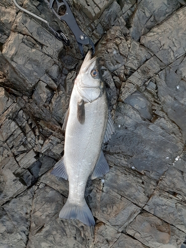 ヒラスズキの釣果