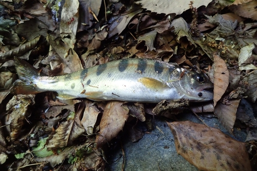 ヤマメの釣果