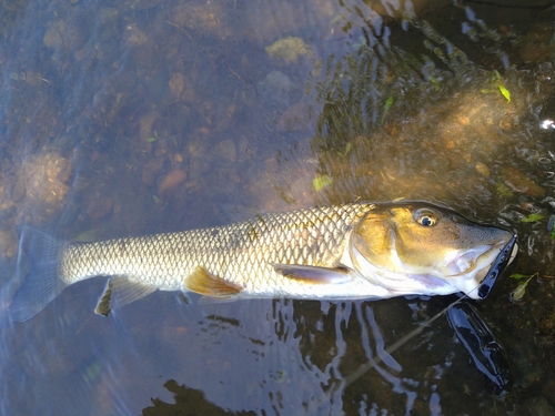 ニゴイの釣果