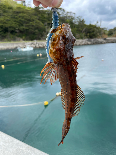 アナハゼの釣果