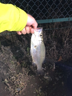 セイゴ（マルスズキ）の釣果