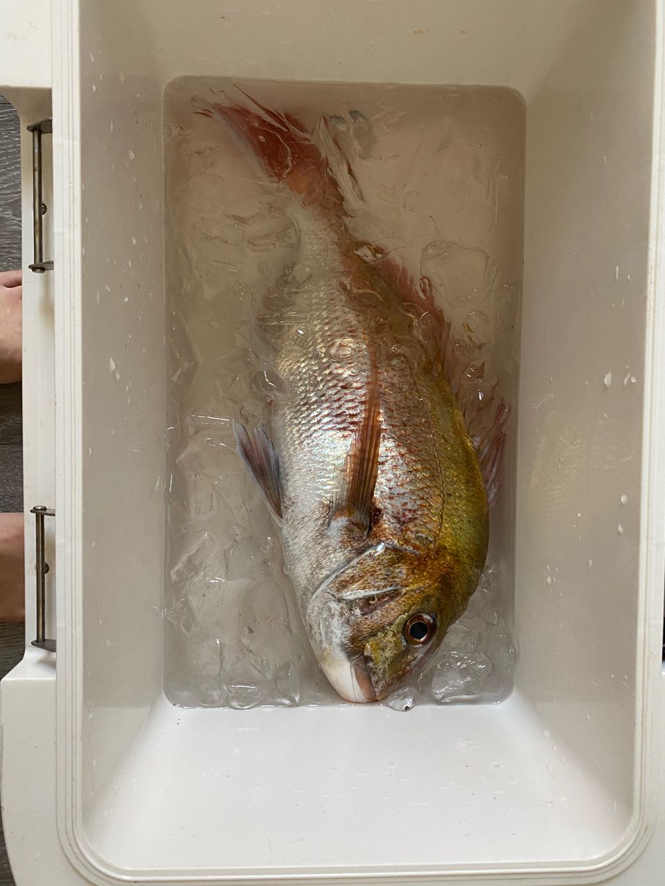 べんちさんの釣果 1枚目の画像