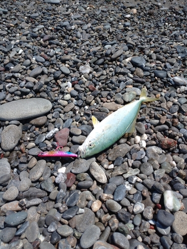 ワカナゴの釣果